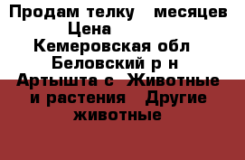 Продам телку 6 месяцев › Цена ­ 14 500 - Кемеровская обл., Беловский р-н, Артышта с. Животные и растения » Другие животные   . Кемеровская обл.